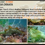 Elysia ornata