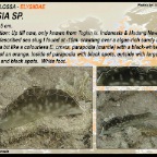 Elysia sp.