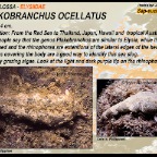 Plakobranchus ocellatatus