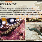 Thuridilla bayeri