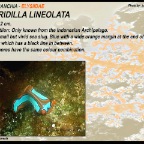 Thuridilla lineolata