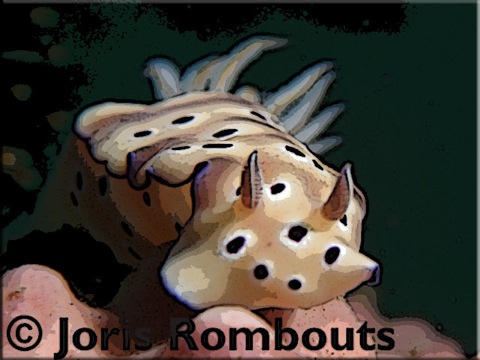 Nudibranch-info