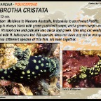 Nembrotha cristata