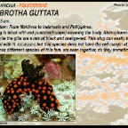 Nembrotha guttata