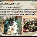 Nembrotha kubaryana