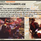 Nembrotha chamberlaini