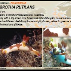 Nembrotha rutilans