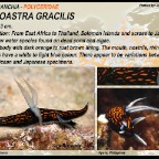 Roboastra gracilis