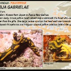 Tambja gabrielae