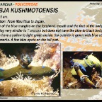 Tambja kushimotoensis