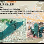 Tambja milleri