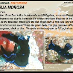 Tambja morosa