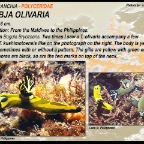 Tambja olivaria