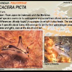 Thecacera picta