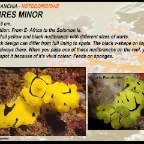 Aegires minor