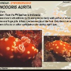 Gymnodoris aurita