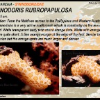 Gymnodoris rubropapulosa