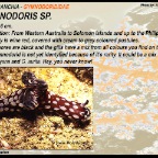Gymnodoris sp
