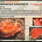 Hexabranchus sanguineus
