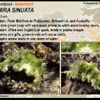 Miamira sinuata