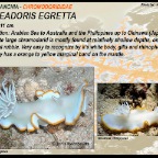 Ardeadoris egretta