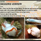 Chromodoris verrieri