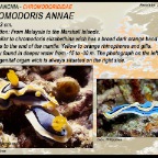 Chromodoris annae