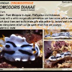 Chromodoris dianae