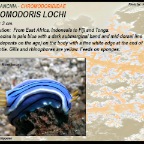 Chromodoris lochi