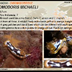 Chromodoris michaeli