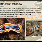 Chromodoris magnifa