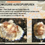 Chromodoris aureopurpurea