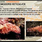Chromodoris reticulata