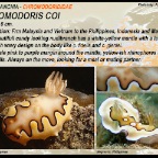 Chromodoris coi