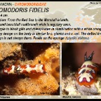 Chromodoris fidelis