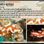 Noumea norba