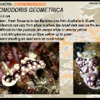 Chromodoris geometrica
