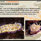 Chromodoris kuniei