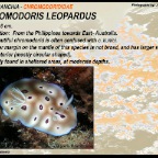 Chromodoris leopardus