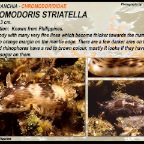 Chromodoris striatella