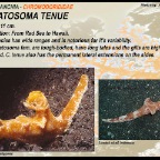 Ceratosoma tenue