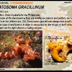 Ceratosoma gracillinum