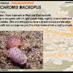 Mexicromis macropus