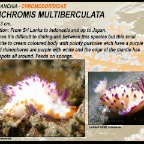 Mexicromis multituberculata