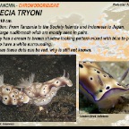 Risbecia tryoni