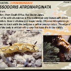 Glossodoris atromarginata
