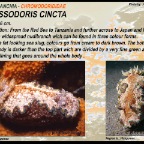 Glossodoris cincta