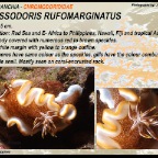 Glossodoris rufomarginatus