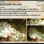 Glossodoris pallida