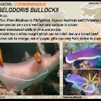 Hypselodoris bullockii